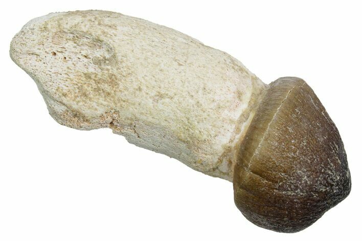 Rooted Crushing Mosasaur (Igdamanosaurus) Tooth - Morocco #353190